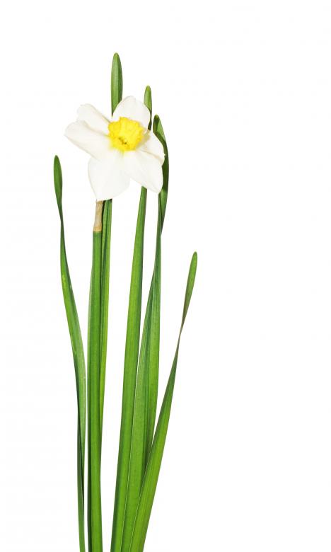 Free stock image of Flower created by 2happy