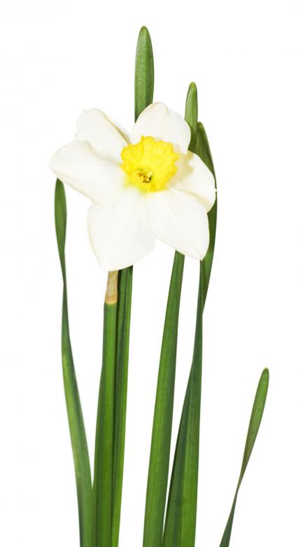Free stock image of White Flower created by 2happy
