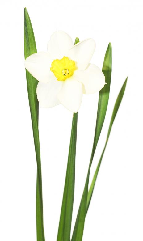 Free stock image of Flower created by 2happy