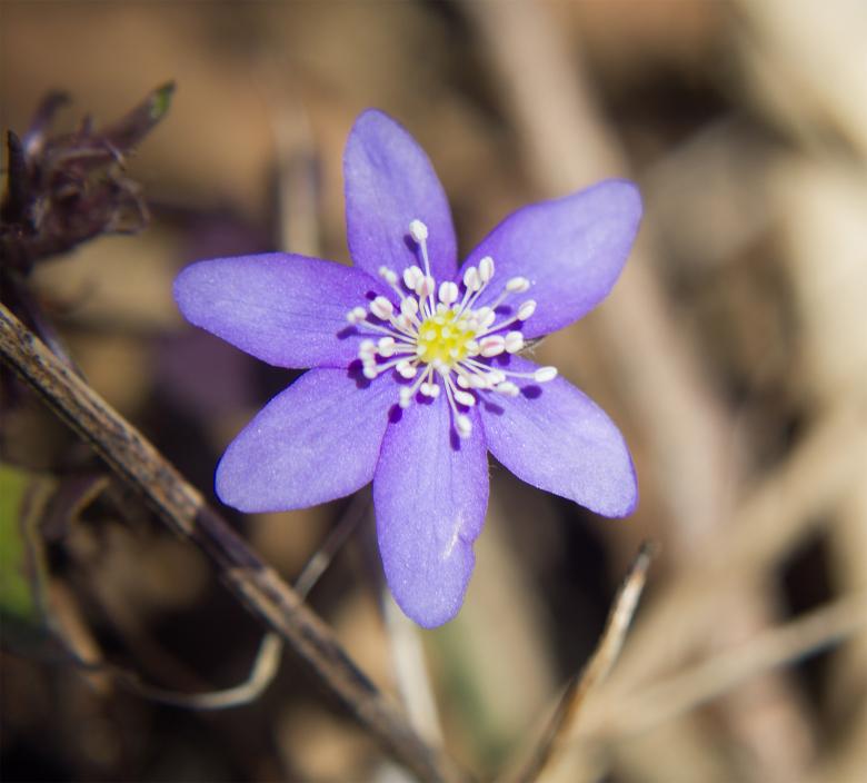 Free stock image of Flower created by Alen