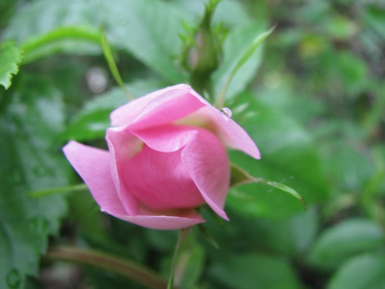 Free stock image of Pink rose  created by Boris Kyurkchiev