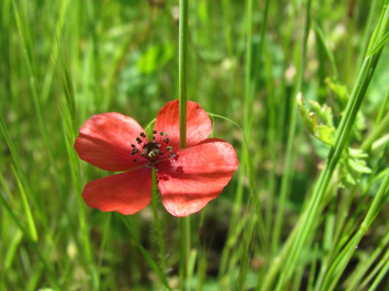 Free stock image of Red poppy flower created by Boris Kyurkchiev