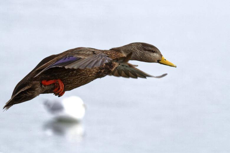Free stock image of Female mallard duck in flight created by Geoffrey Whiteway