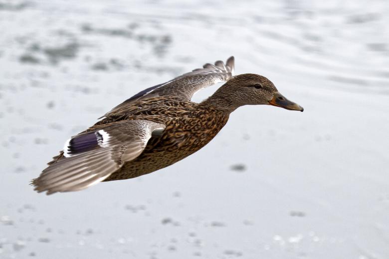 Free stock image of Female mallard duck in flight created by Geoffrey Whiteway