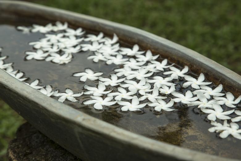 Free stock image of Tropic flowers in the water created by Mili Vigerova