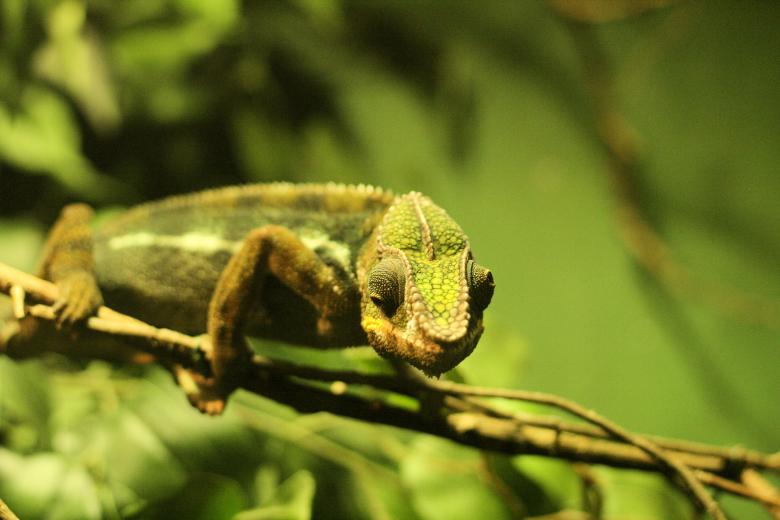 Free stock image of Chameleon created by Geoff Dallimore