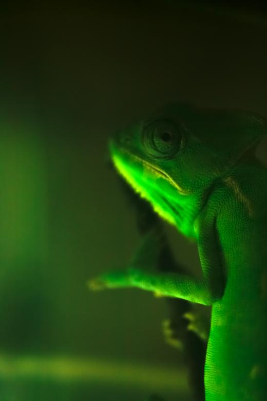 Free stock image of Chameleon created by 2happy