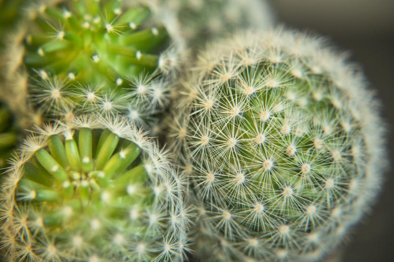 Free stock image of Home Cactus created by Mili Vigerova
