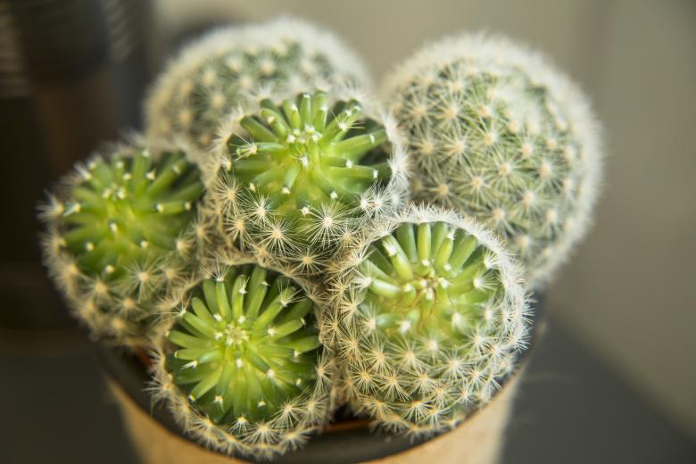 Free stock image of Home Cactus created by Mili Vigerova