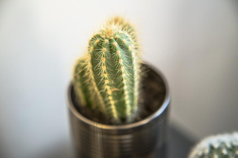 Free stock image of Home Cactus created by Mili Vigerova