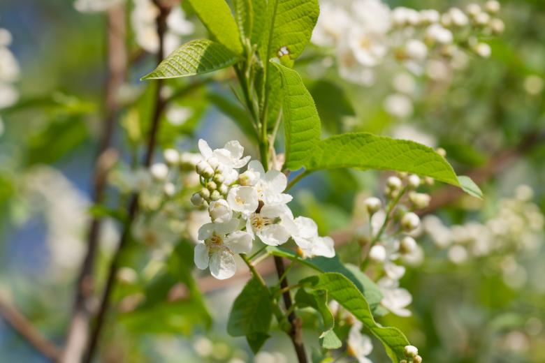 Free stock image of spring flowers  created by 2happy