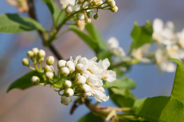 Free stock image of spring flowers  created by 2happy