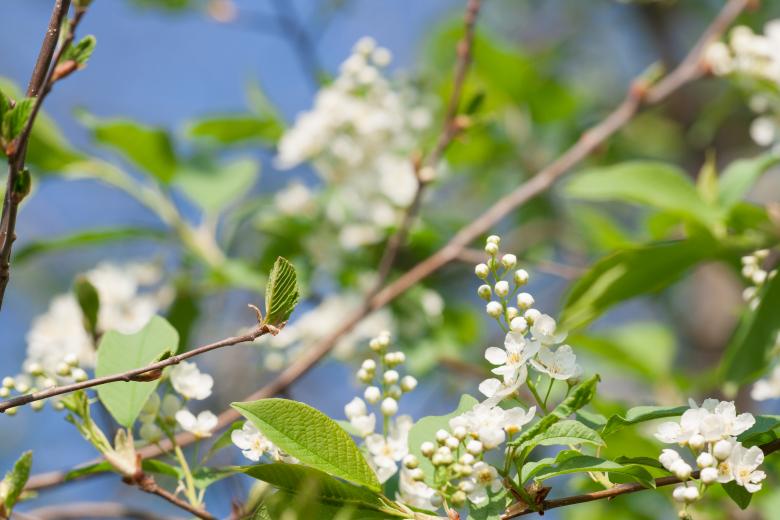 Free stock image of spring flowers  created by 2happy