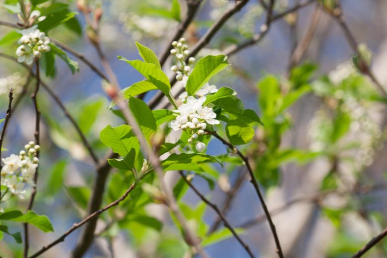 Free stock image of spring flowers  created by 2happy