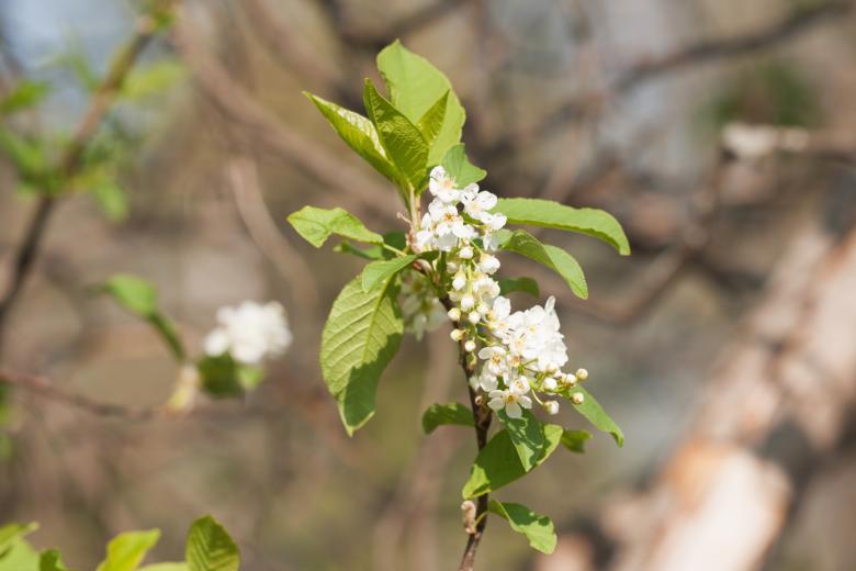 Free stock image of spring flowers  created by 2happy