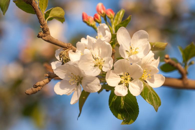 Free stock image of spring flowers  created by 2happy