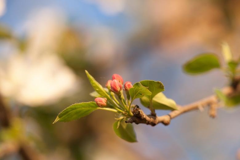 Free stock image of spring    created by 2happy