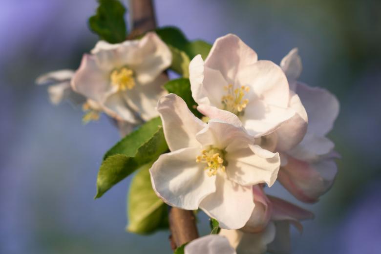 Free stock image of spring flowers  created by 2happy