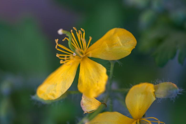 Free stock image of spring flower  created by 2happy