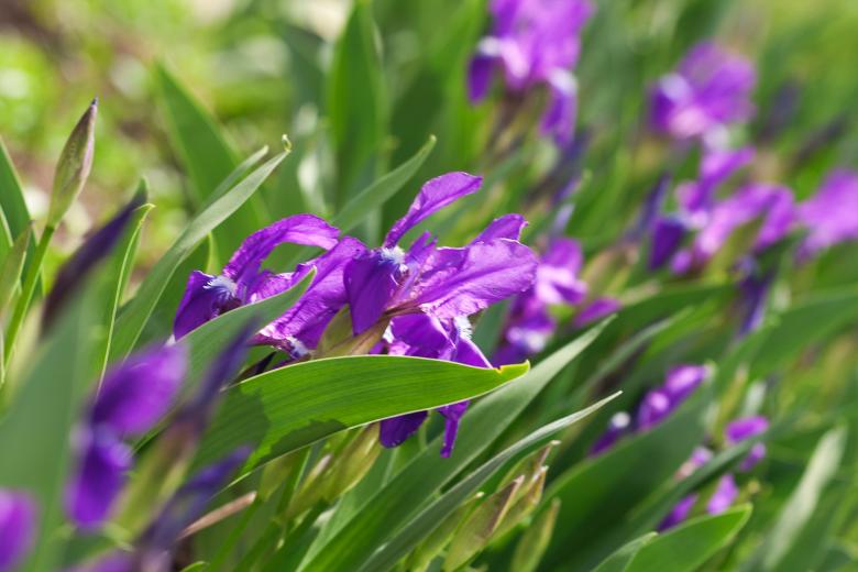 Free stock image of spring flowers  created by 2happy
