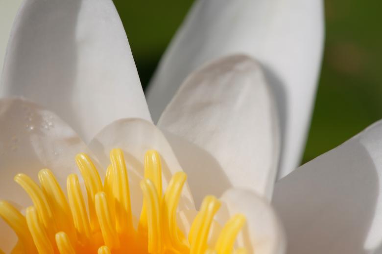 Free stock image of White lily created by 2happy
