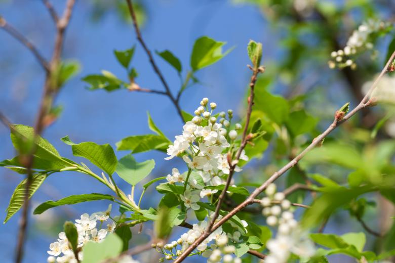 Free stock image of Flowers created by 2happy