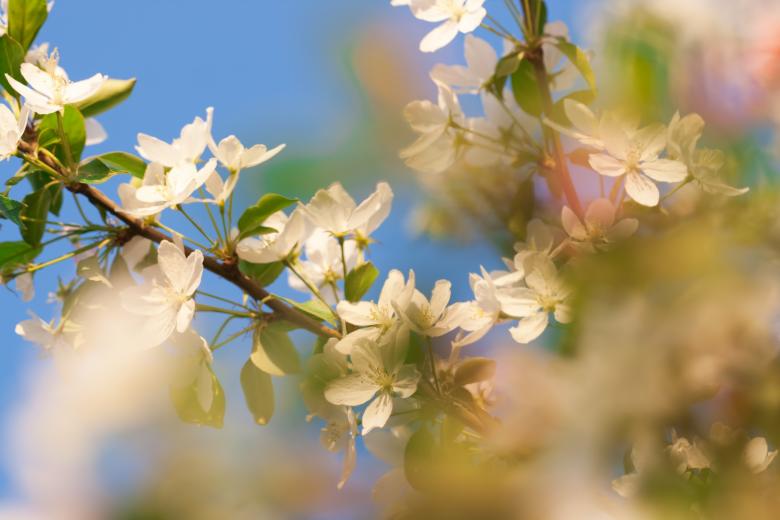 Free stock image of Flowers created by 2happy