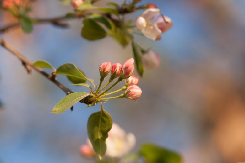 Free stock image of Flowers created by 2happy