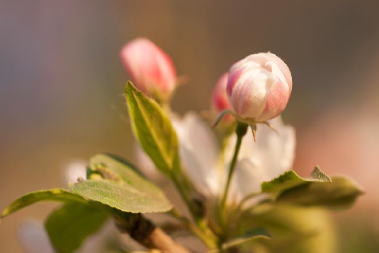 Free stock image of Flowers created by 2happy