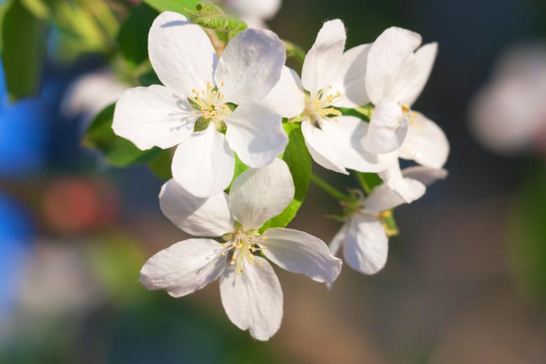 Free stock image of Flowers created by 2happy