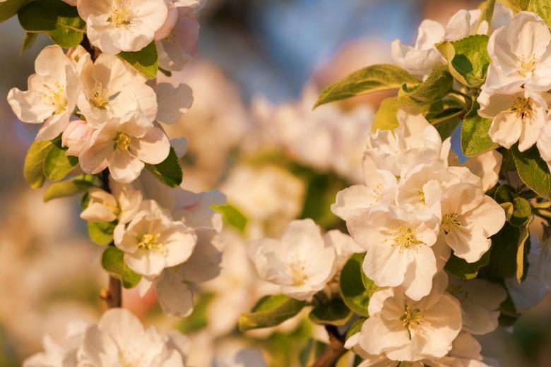Free stock image of Flowers created by 2happy