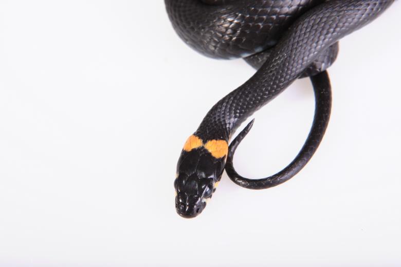 Free stock image of Snake created by 2happy