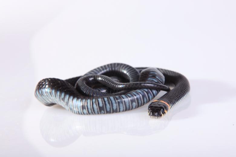Free stock image of Snake created by 2happy