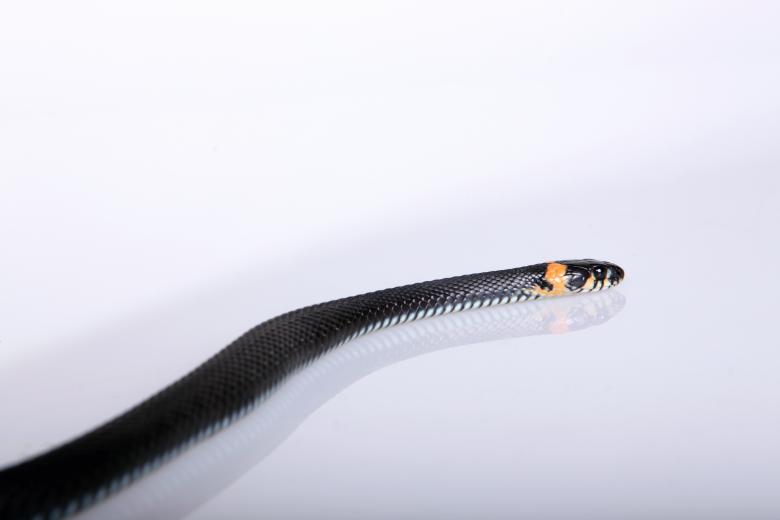 Free stock image of Snake created by 2happy