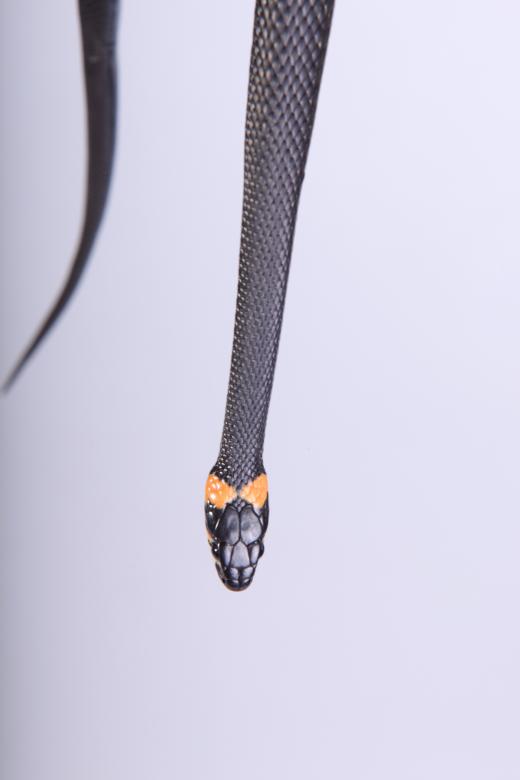 Free stock image of Snake created by 2happy