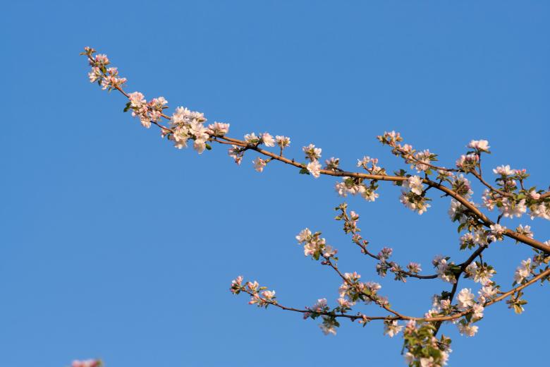 Free stock image of flowers created by 2happy