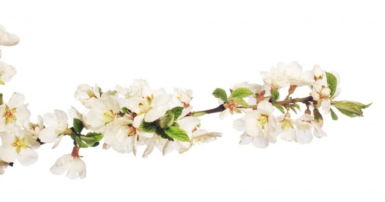 Free stock image of flowers created by 2happy