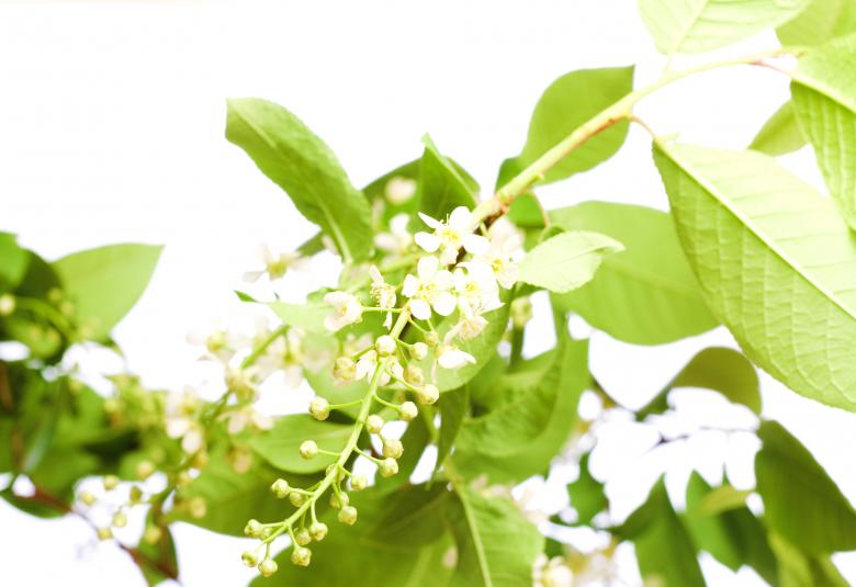 Free stock image of flowers created by 2happy