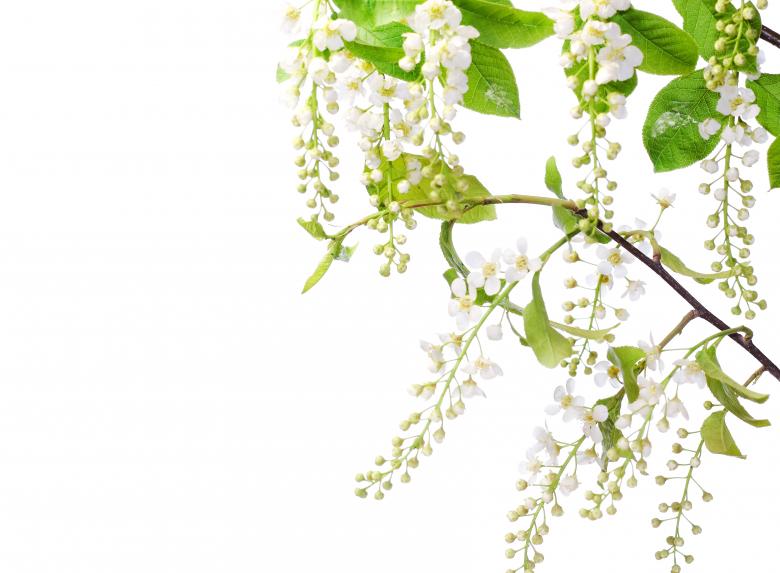 Free stock image of flowers created by 2happy