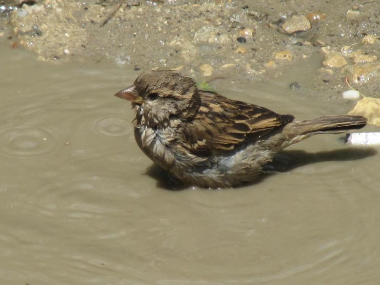 Free stock image of Sparrow taking a bath created by Boris Kyurkchiev