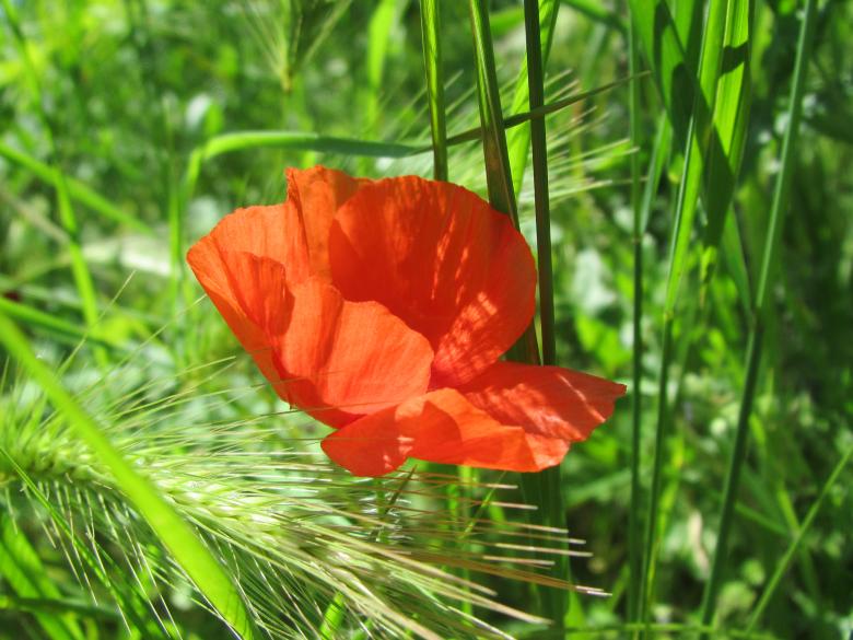 Free stock image of Red poppy flower created by Boris Kyurkchiev