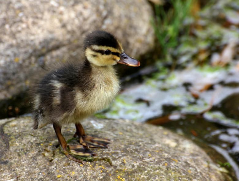 Free stock image of Duckling created by paul clifton