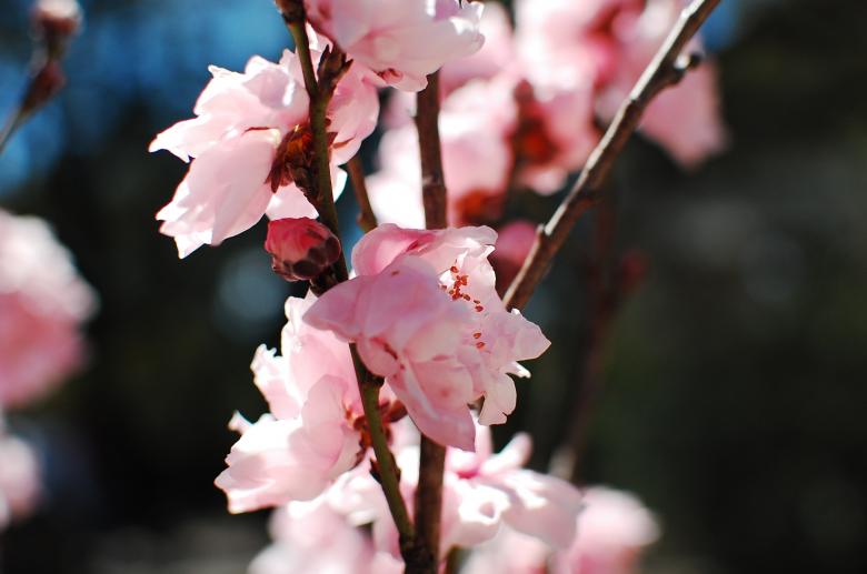 Free stock image of Pink Cherry Blossom Close-up created by Sriratana Sutasirisap