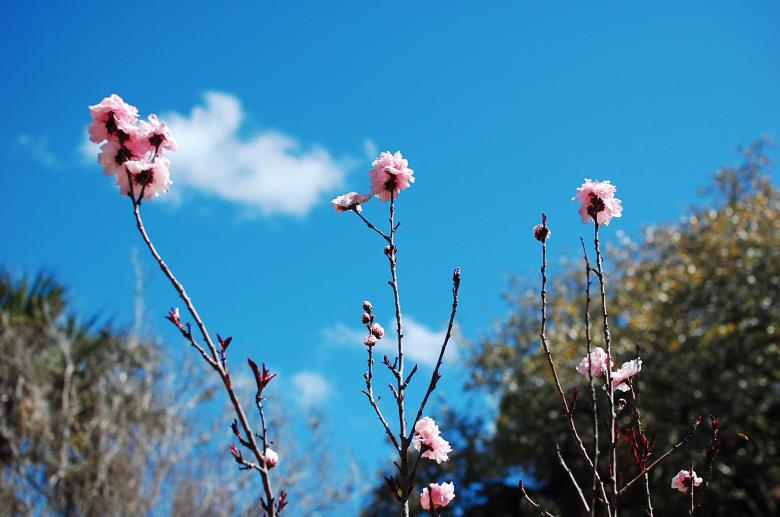 Free stock image of Pink Cherry Blossom Stalks created by Sriratana Sutasirisap
