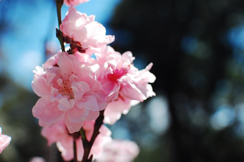 Free stock image of Pink Cherry Blossom created by Sriratana Sutasirisap