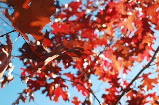 Maple Leaves over blue sky - Free Stock Photo