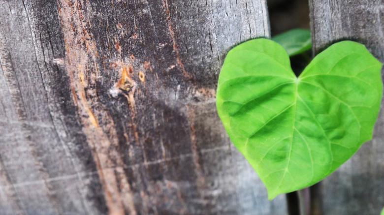 Free stock image of Heart Leaves over Wood created by Sriratana Sutasirisap