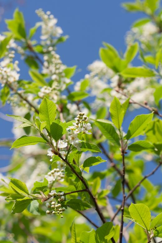 Free stock image of blossoming tree created by 2happy