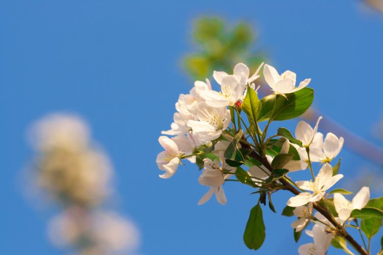 Free stock image of blossoming tree created by 2happy