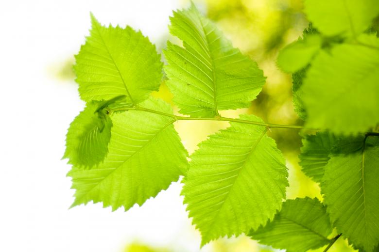 Free stock image of Leaves isolated created by 2happy
